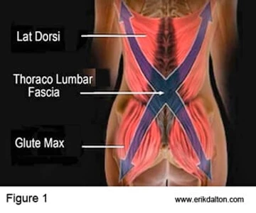 Glute Max diagram