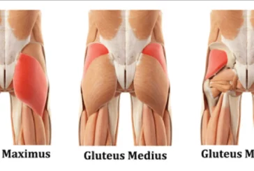 Glutes