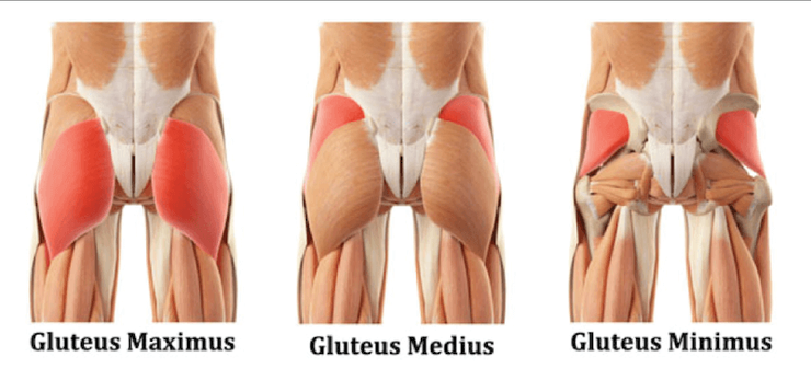 Glutes