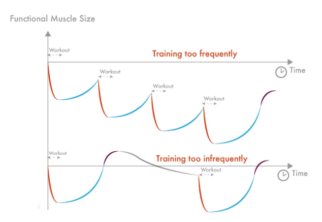 Functional muscle size