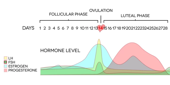 phases in a women’s cycle