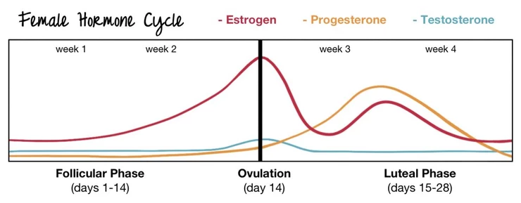 Female Hormone Cycle