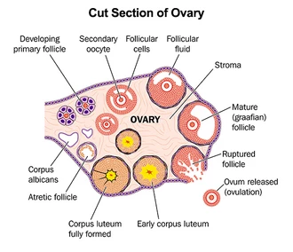 Cut Section of Ovary